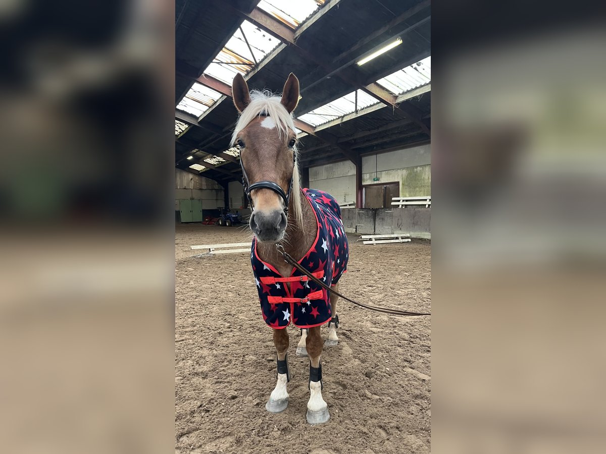 Haflinger Croisé Hongre 7 Ans 160 cm in Breda