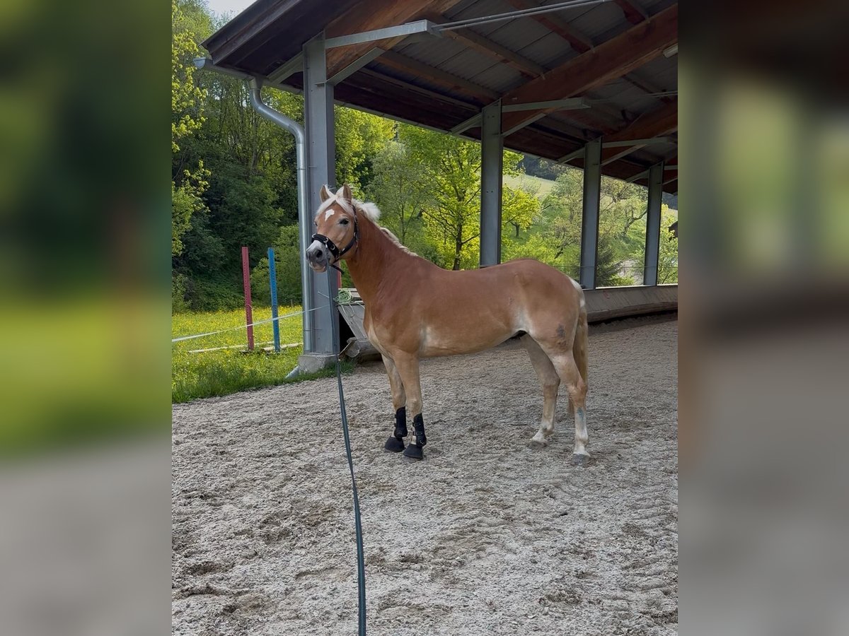 Haflinger Hongre 8 Ans 155 cm Alezan in Mitterbach