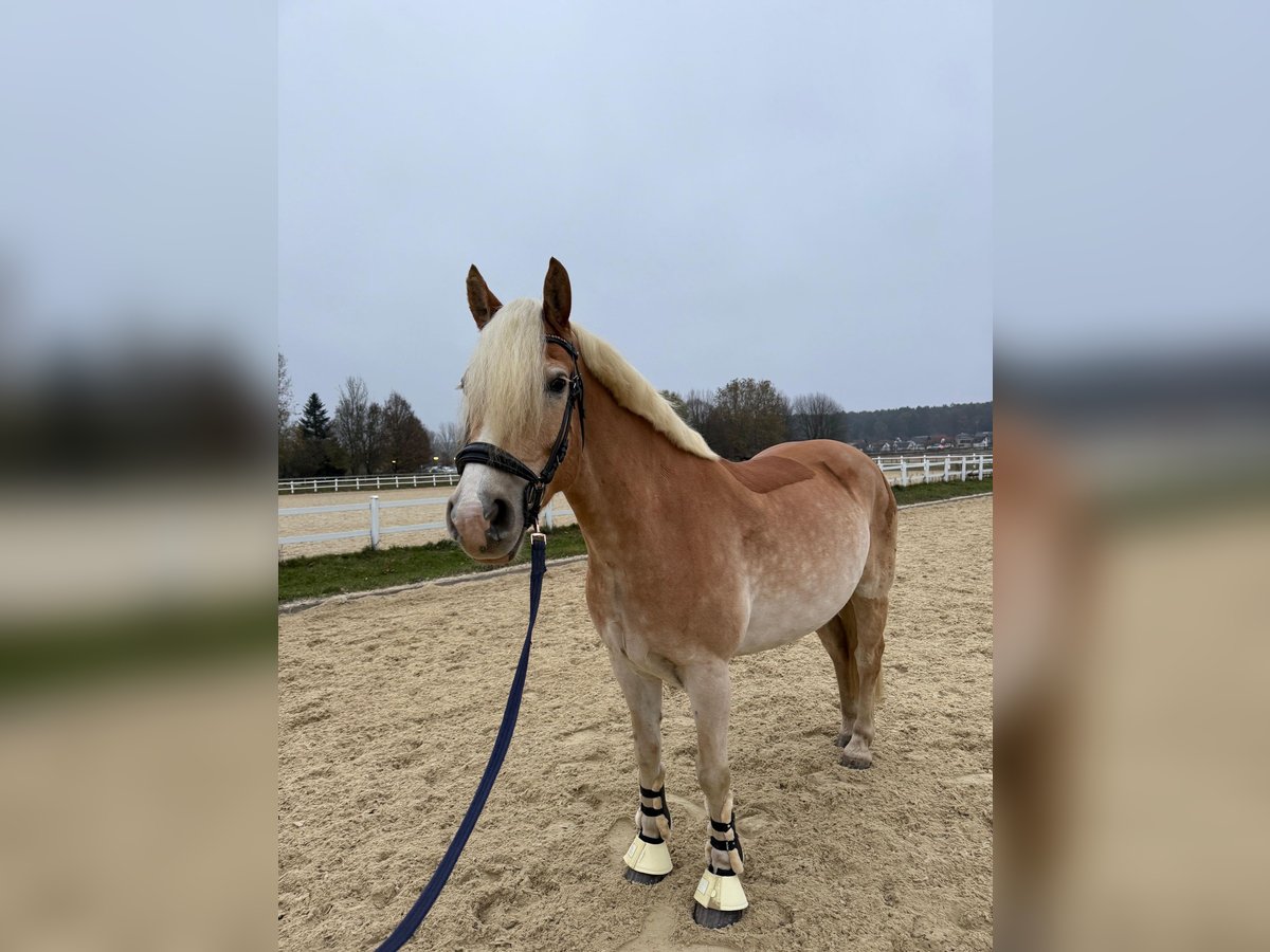 Haflinger Hongre 8 Ans 155 cm in Bad blumau