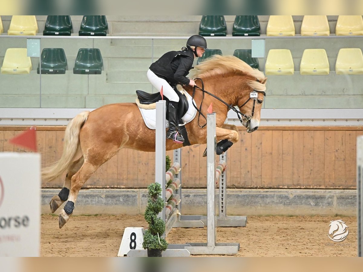Haflinger Hongre 9 Ans 150 cm Alezan in Mamming Haflinger Hongre 9 Ans 150 cm Alezan in Mamming