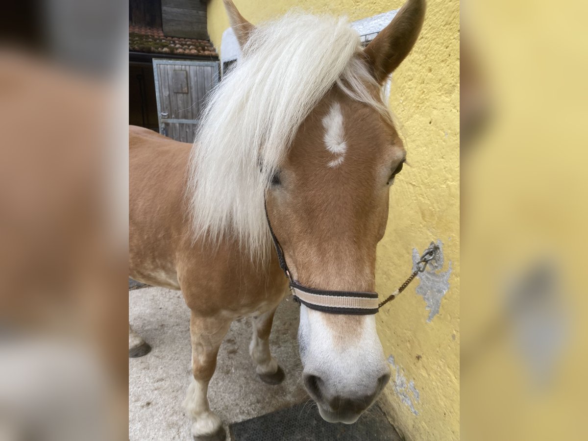 Haflinger Jument 10 Ans 138 cm Alezan in Angern