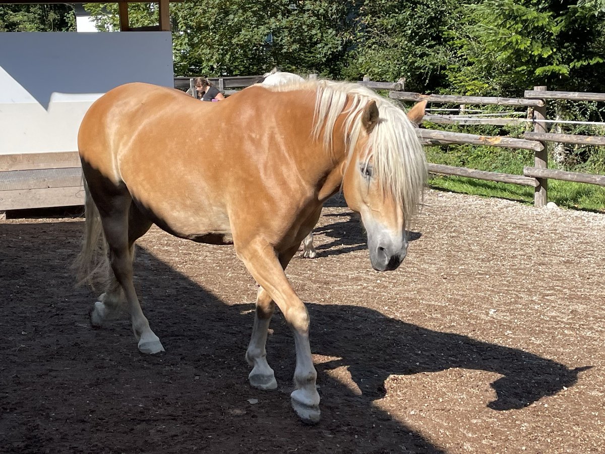 Haflinger Jument 10 Ans 148 cm in Fuschl am See