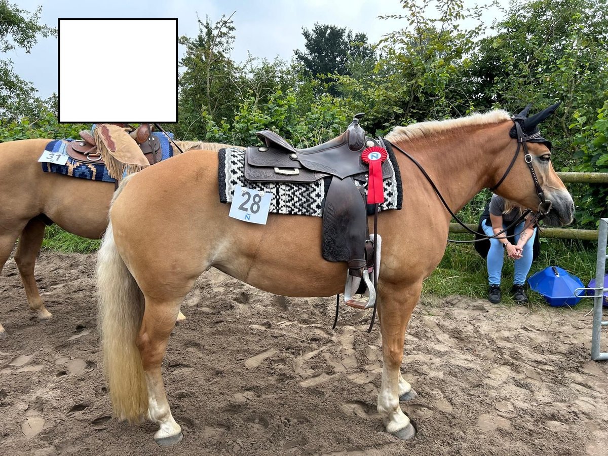 Haflinger Jument 10 Ans 156 cm Alezan in Dorsten