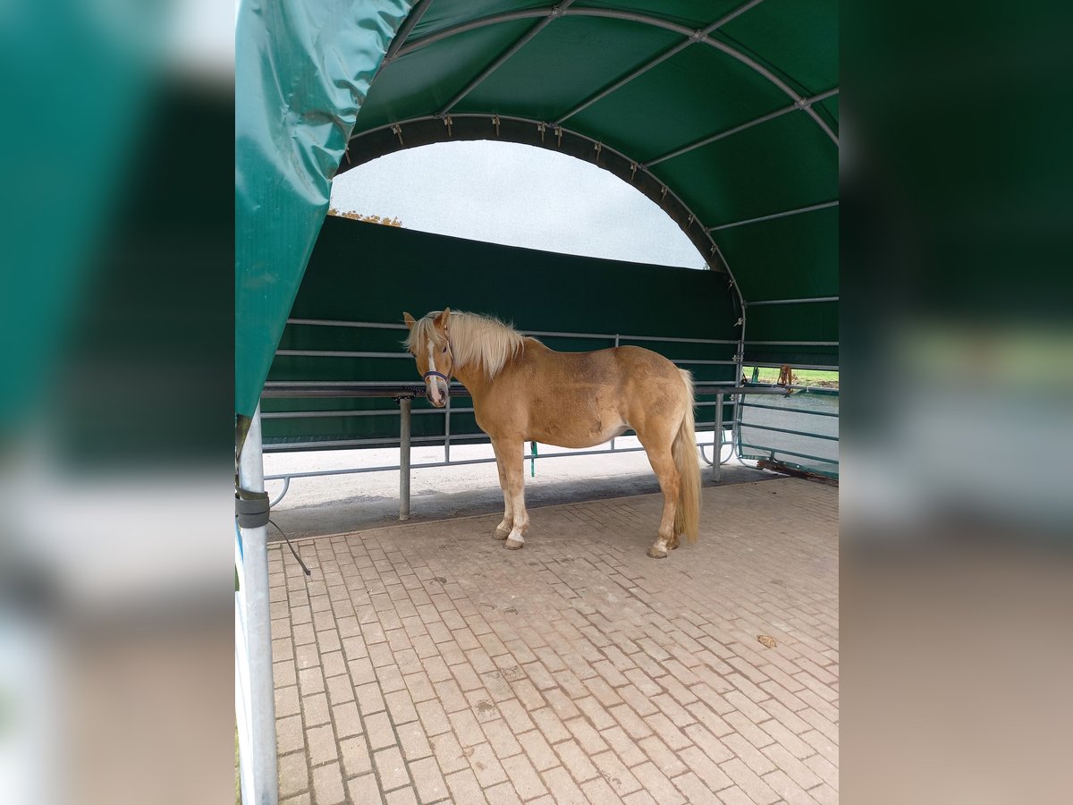 Haflinger Croisé Jument 11 Ans 142 cm Palomino in Obrigheim