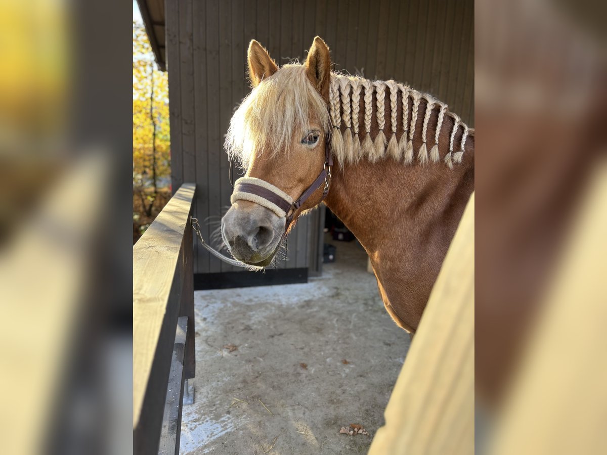 Haflinger Croisé Jument 11 Ans 150 cm in Verl