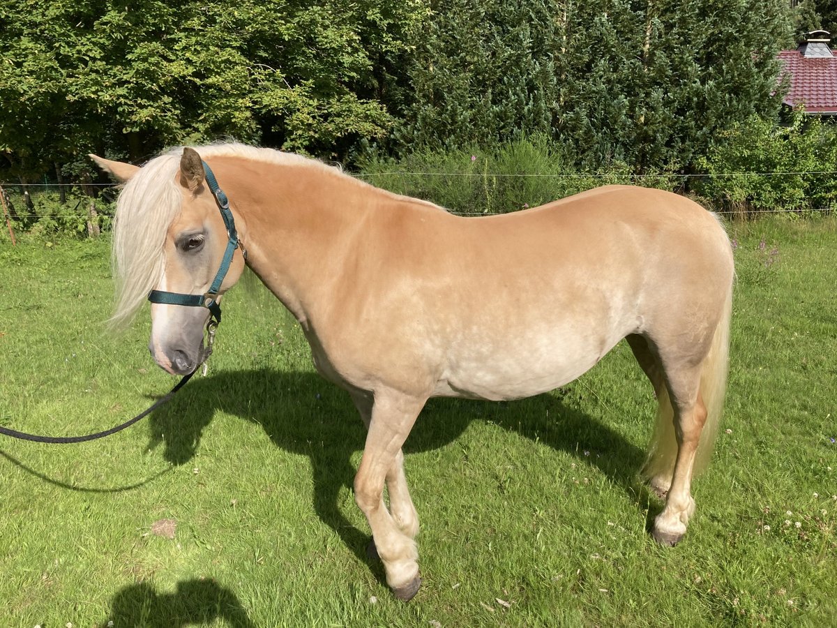 Haflinger Jument 12 Ans 146 cm Alezan in Finsterbergen