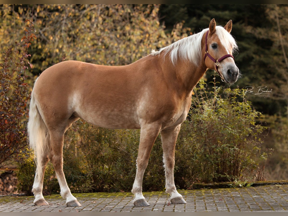 Haflinger Jument 12 Ans 150 cm Alezan in Zell am Harmersbach