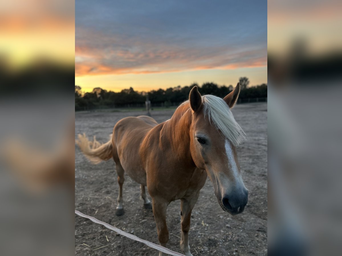 Haflinger Jument 12 Ans 154 cm Isabelle in Stegelitz