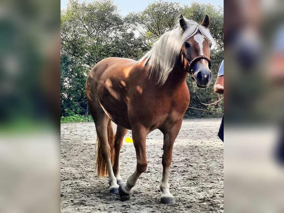 Haflinger Jument 13 Ans 149 cm Palomino in Dannau