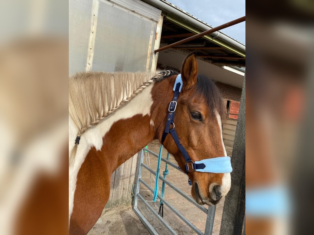 Haflinger Croisé Jument 16 Ans 150 cm Pinto in Leer (Ostfriesland)