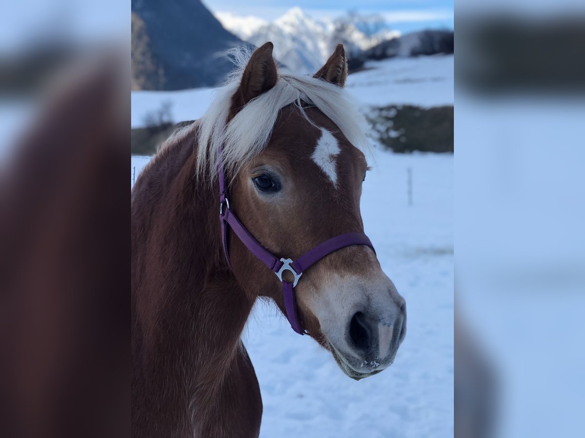 Haflinger Jument 17 Ans 149 cm Alezan in Arzl im Pitztal