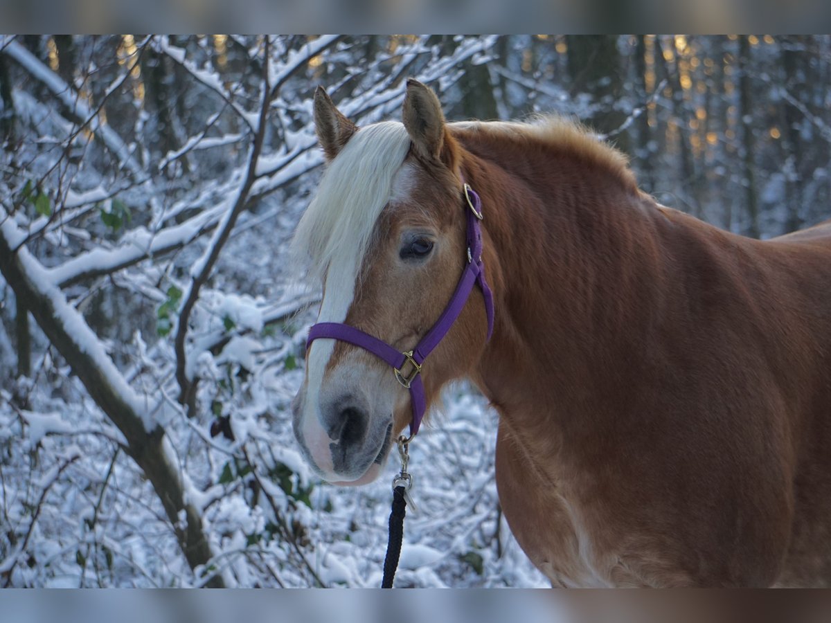 Haflinger Jument 17 Ans 149 cm Alezan in Hilden