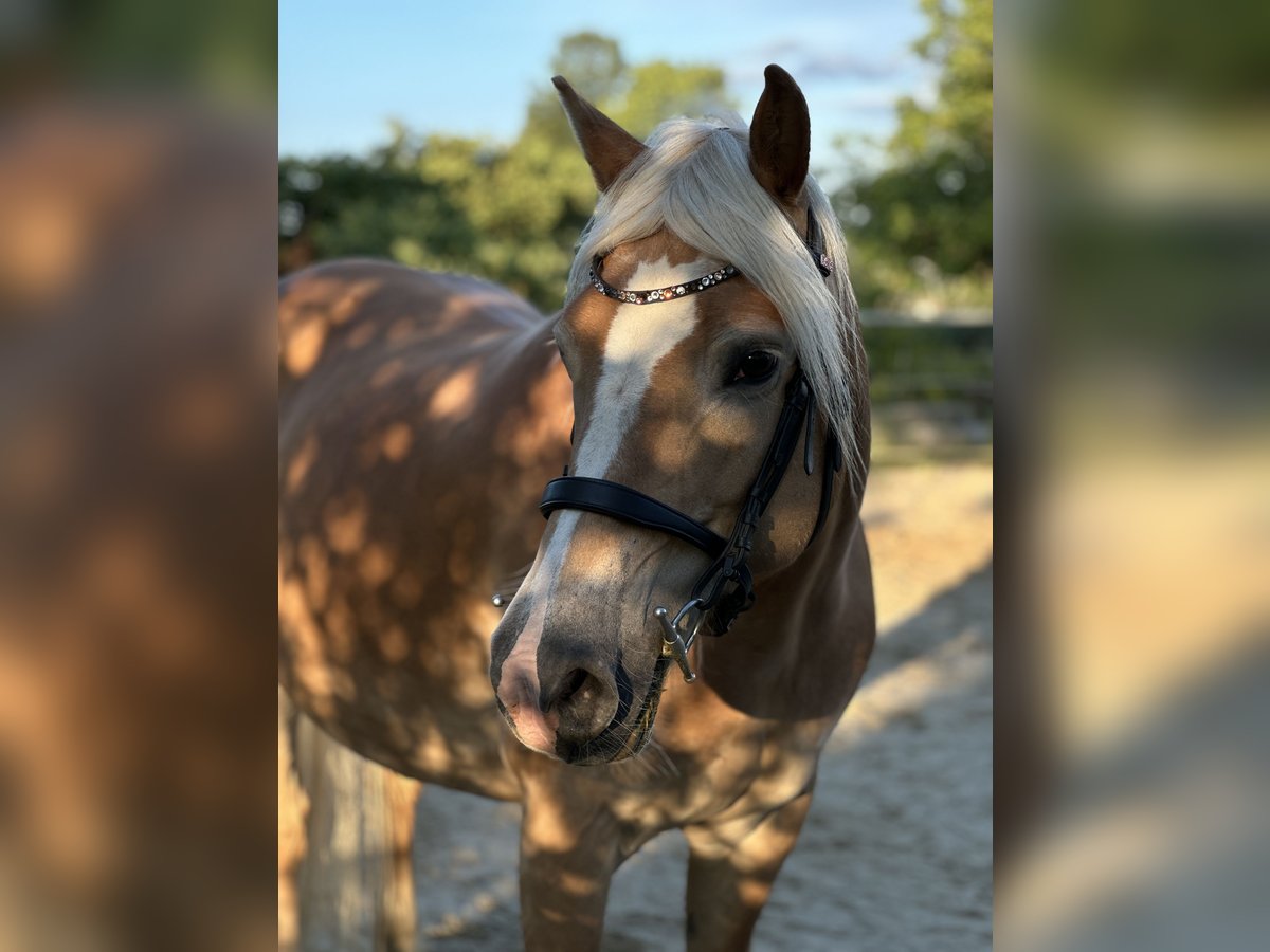 Haflinger Jument 17 Ans 150 cm in Bad M&#xFC;nder am Deister