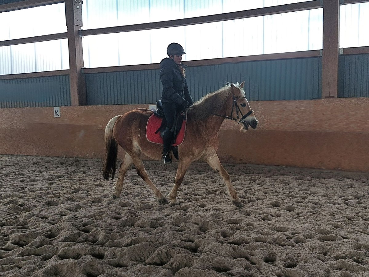 Haflinger Jument 17 Ans 151 cm Palomino in Quirnbach