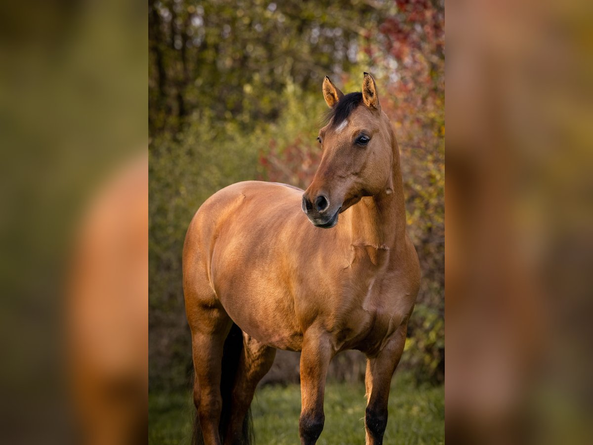 Haflinger Croisé Jument 18 Ans 145 cm Isabelle in Unterf&#xF6;hring