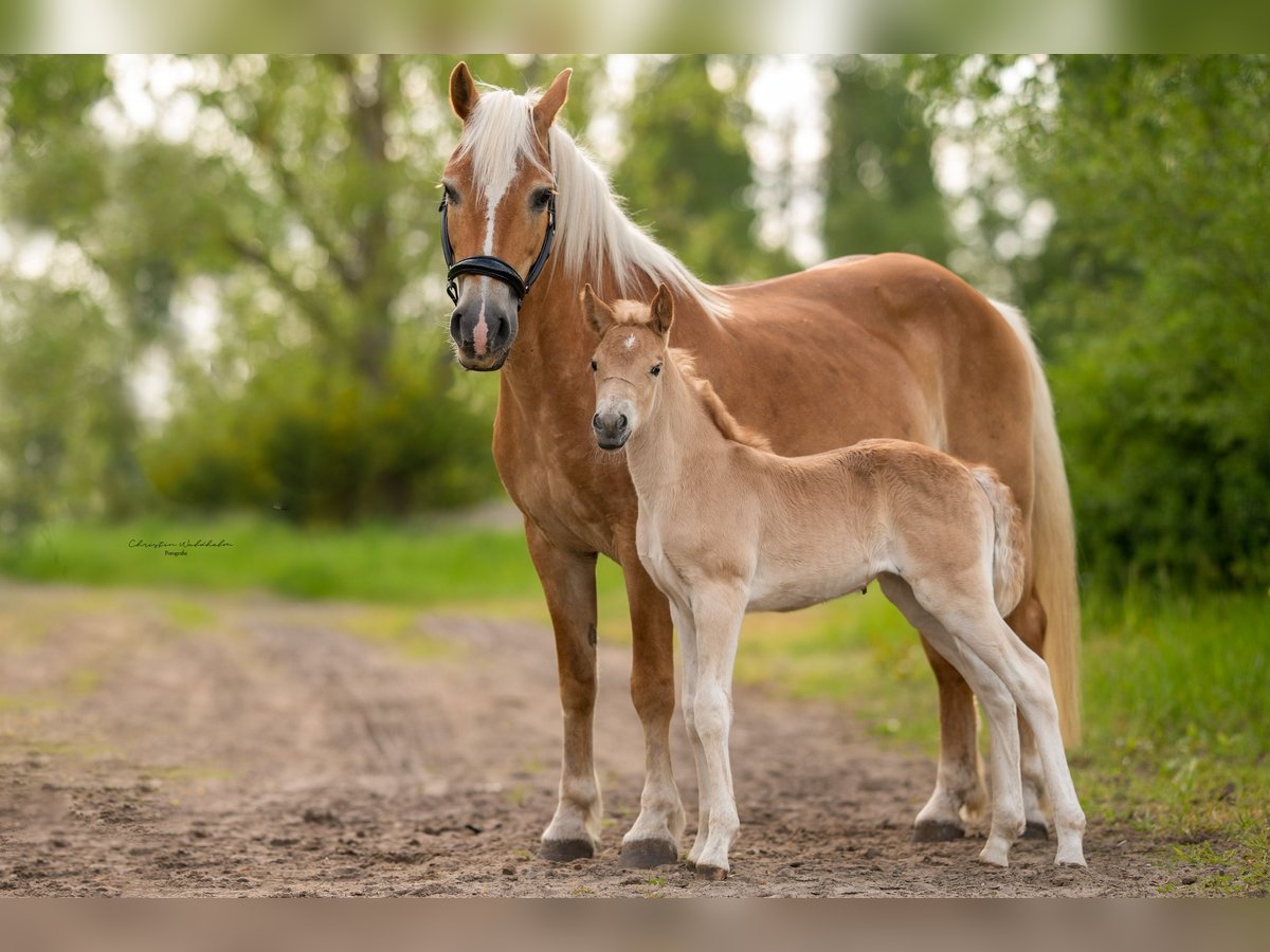 Haflinger Jument 18 Ans 147 cm Alezan in Trebbin