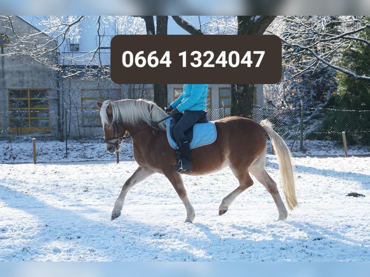 Haflinger Jument 18 Ans in Obertilliach