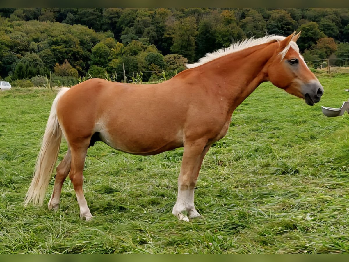 Haflinger Jument 19 Ans 152 cm Alezan in Meckenbach