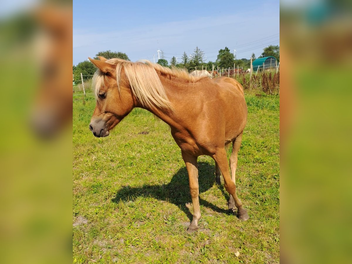 Haflinger Croisé Jument 1 Année 130 cm Alezan in Bredstedt