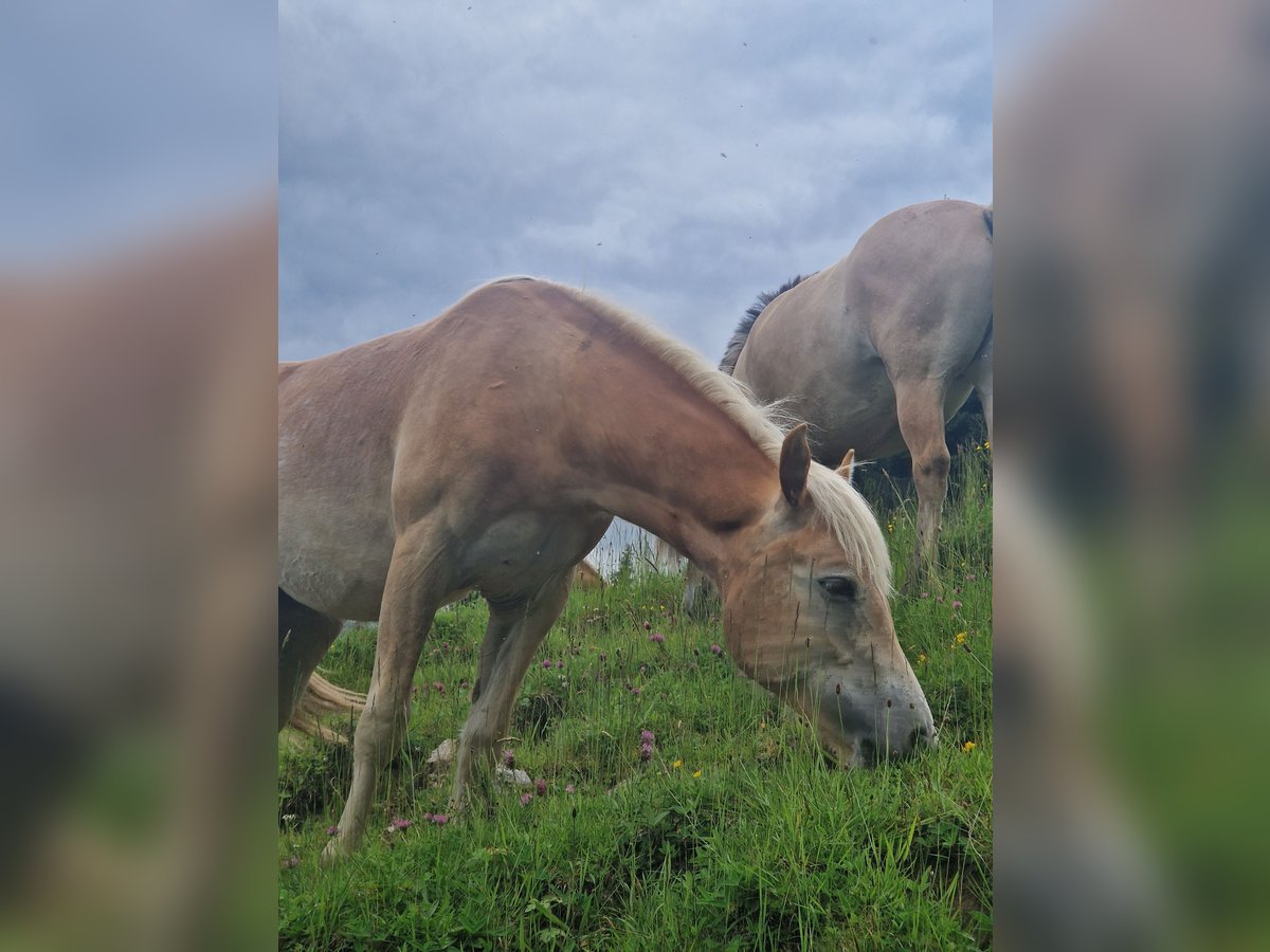 Haflinger Jument 1 Année 148 cm Alezan in Marktschellenberg