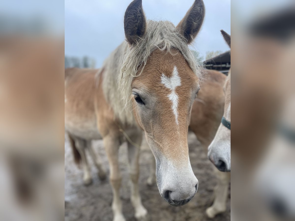Haflinger Jument 1 Année 149 cm in Trebbin