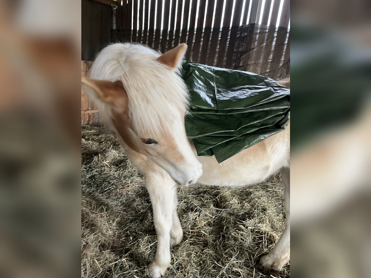 Haflinger Jument 1 Année Alezan in Zerbst Haflinger Jument 1 Année Alezan in Zerbst