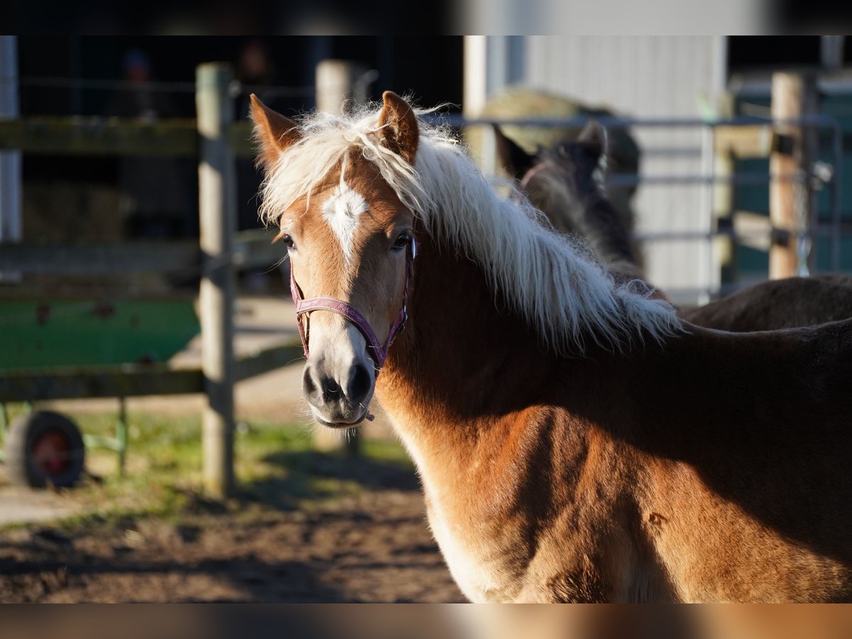 Haflinger Jument 1 Année Alezan in Kleinlangheim