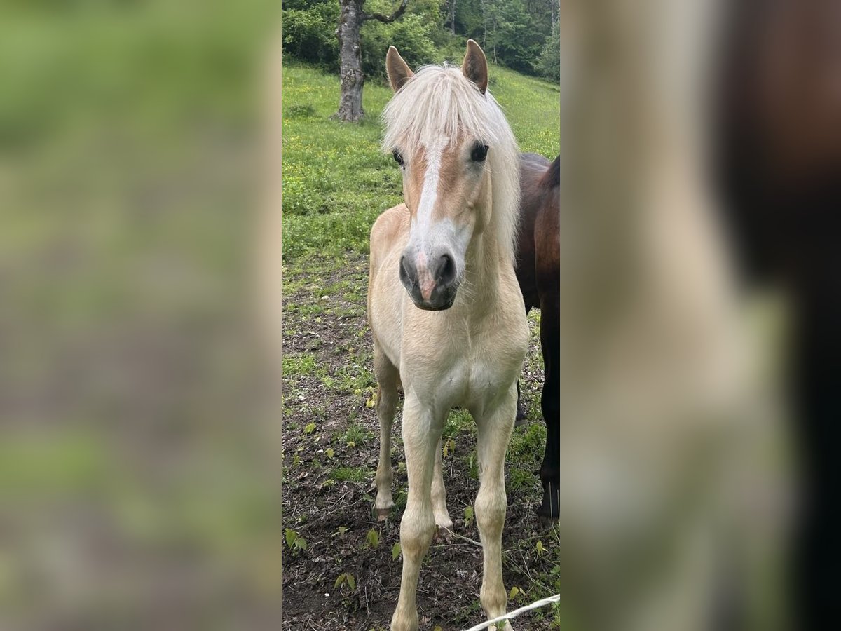 Haflinger Jument 1 Année Alezan in Treffen