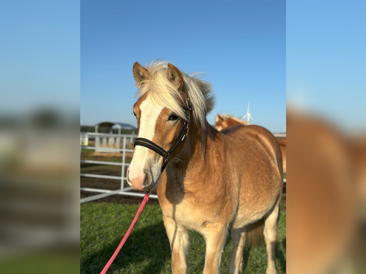 Haflinger Jument 1 Année Alezan in Dohren