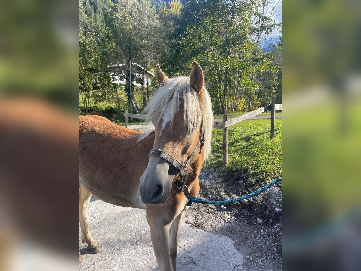 Haflinger Jument 1 Année in Brand