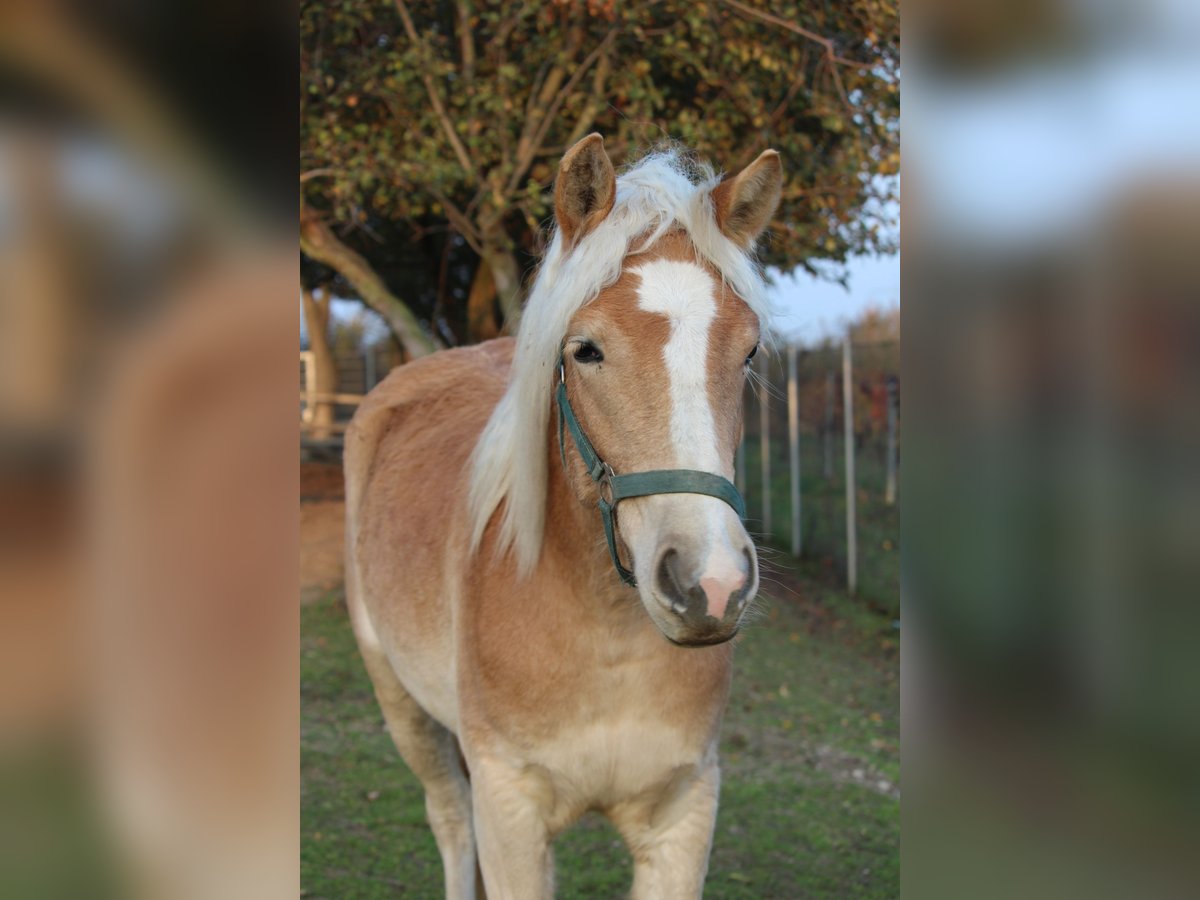 Haflinger Jument 1 Année in Wallern im Burgenland