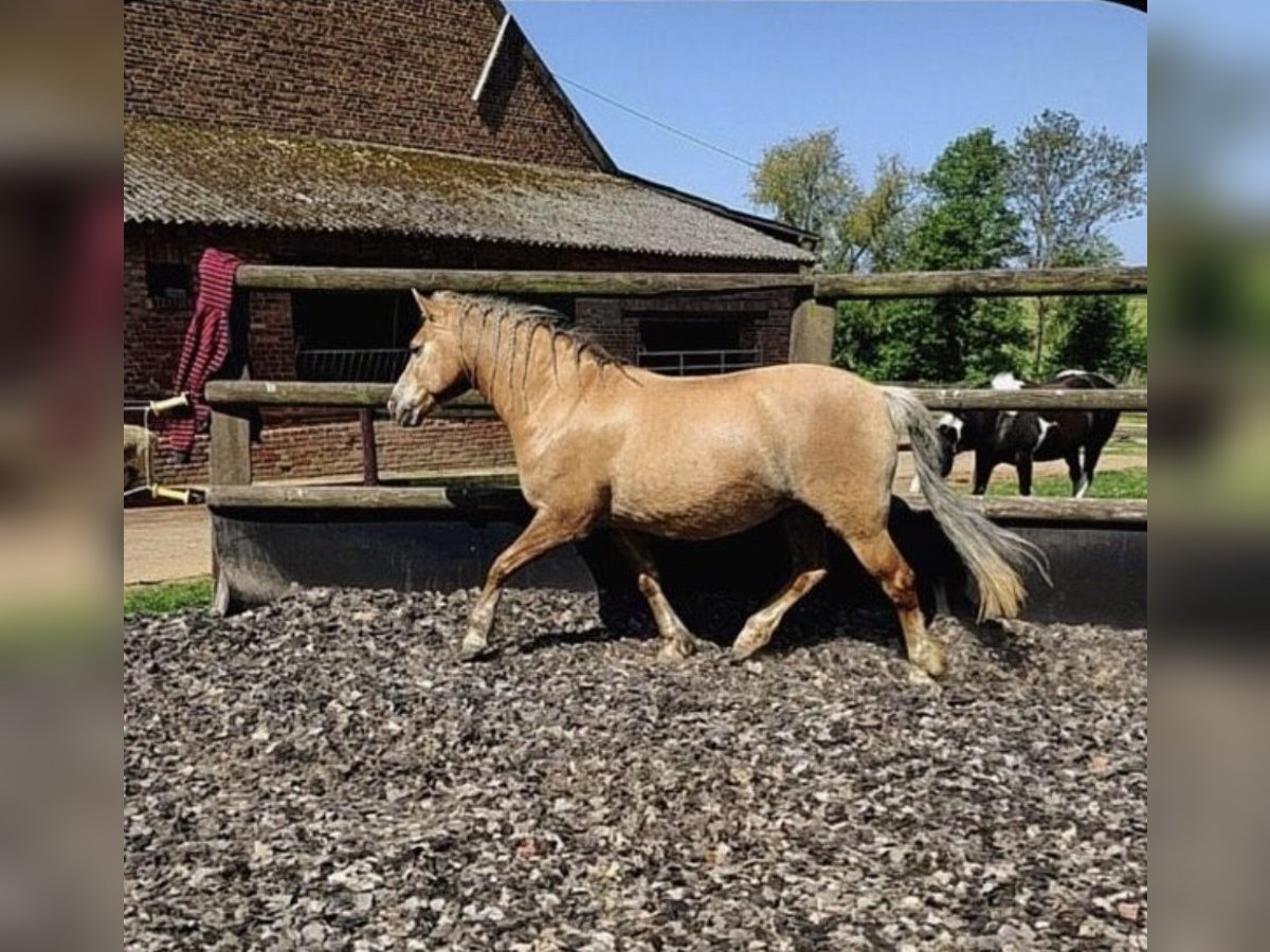 Haflinger Jument 20 Ans 145 cm in Bedburg