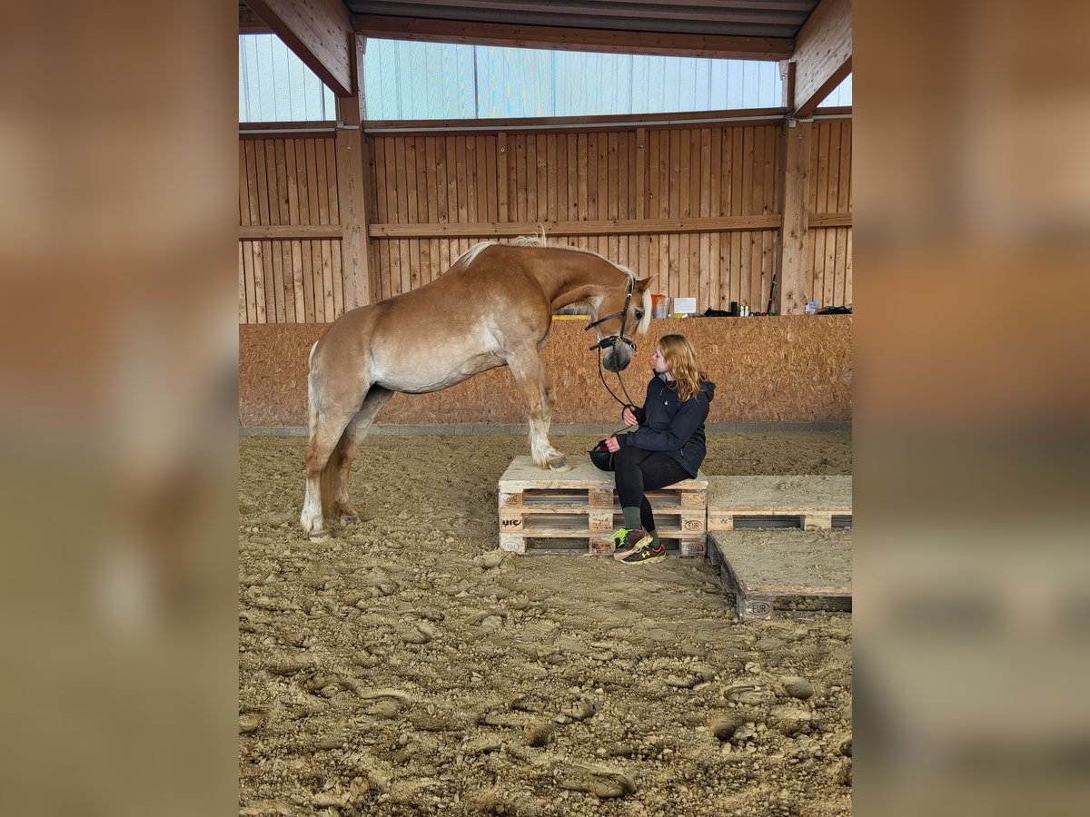 Haflinger Jument 20 Ans 149 cm Alezan in Winkelhaid