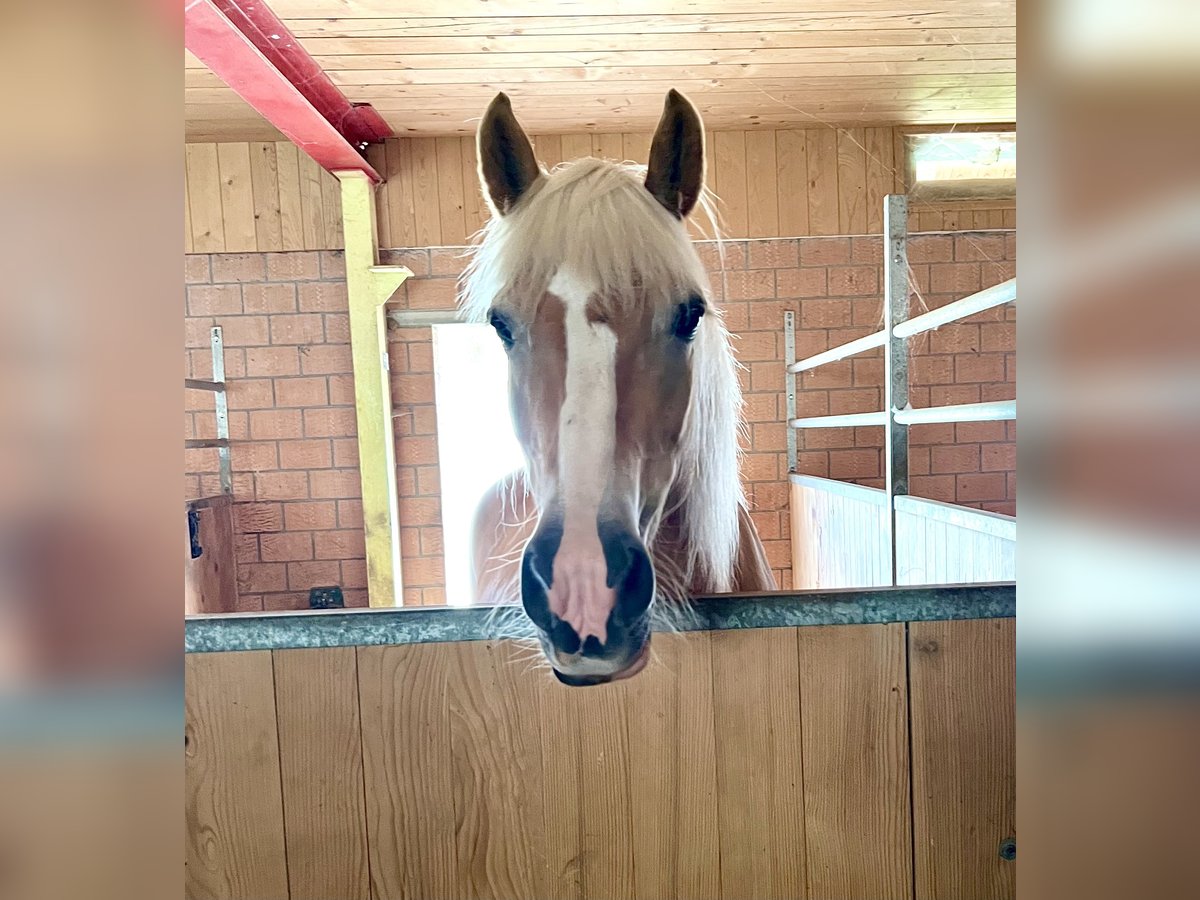 Haflinger Jument 20 Ans 149 cm Alezan in Gondiswil