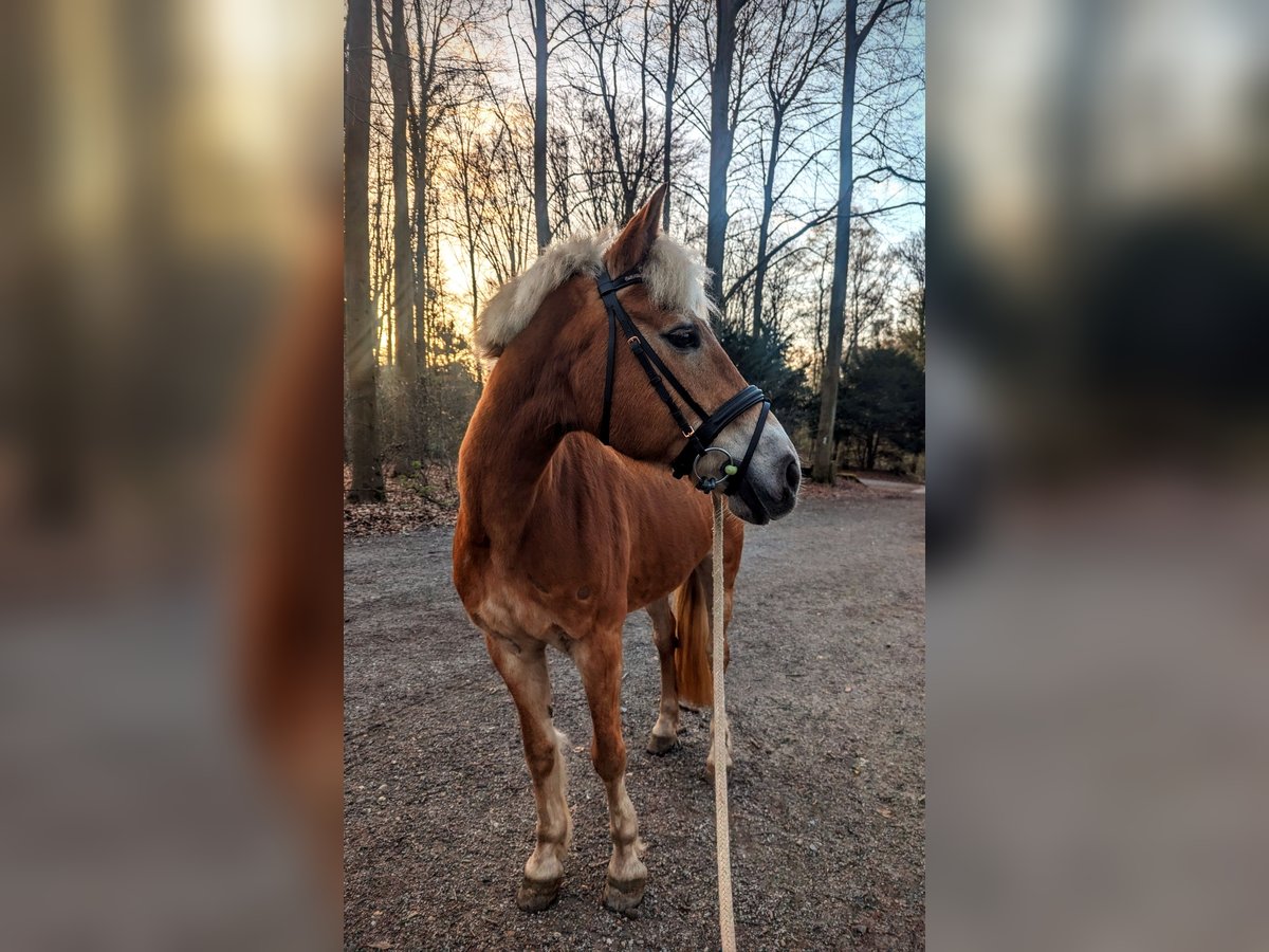 Haflinger Jument 25 Ans 142 cm Alezan in Ratingen