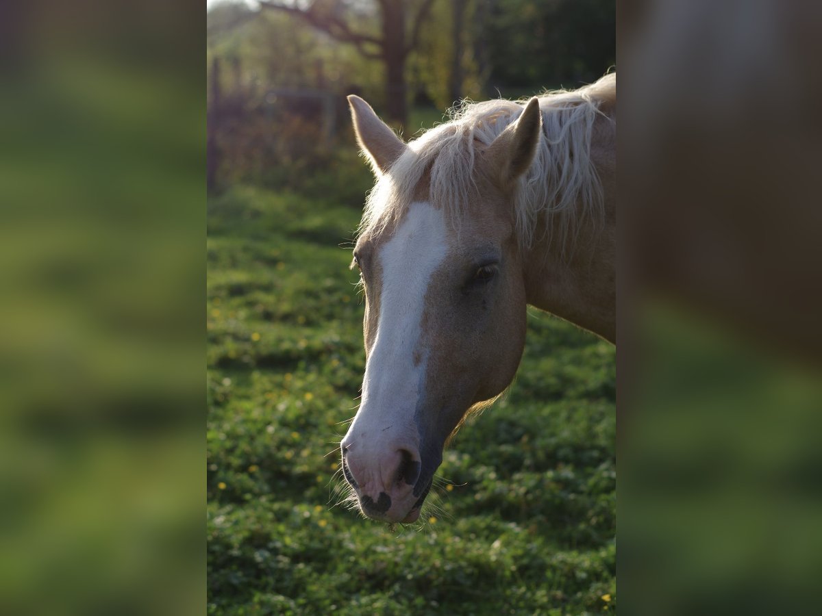 Haflinger Croisé Jument 25 Ans 155 cm Palomino in Utting am Ammersee