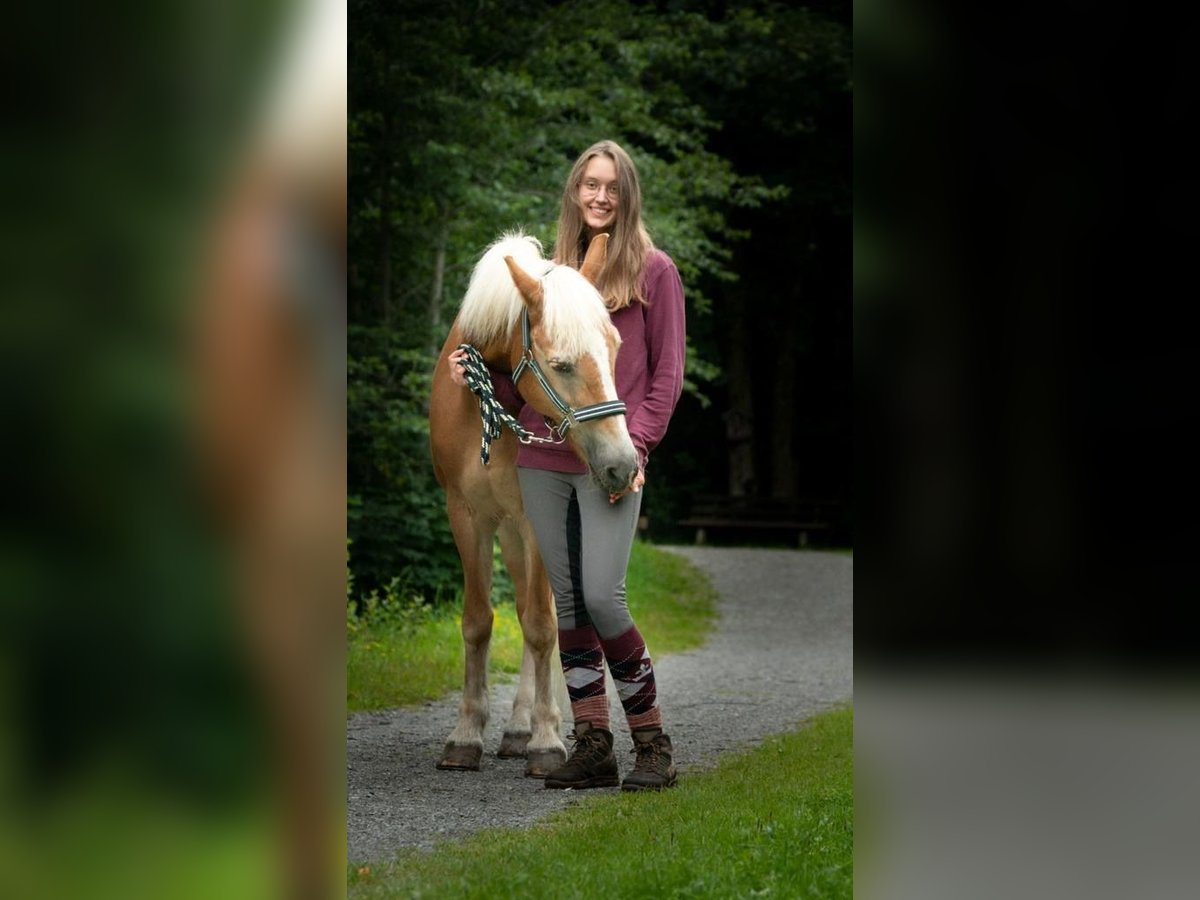 Haflinger Jument 27 Ans 140 cm Alezan in Nenzing Bazul 6