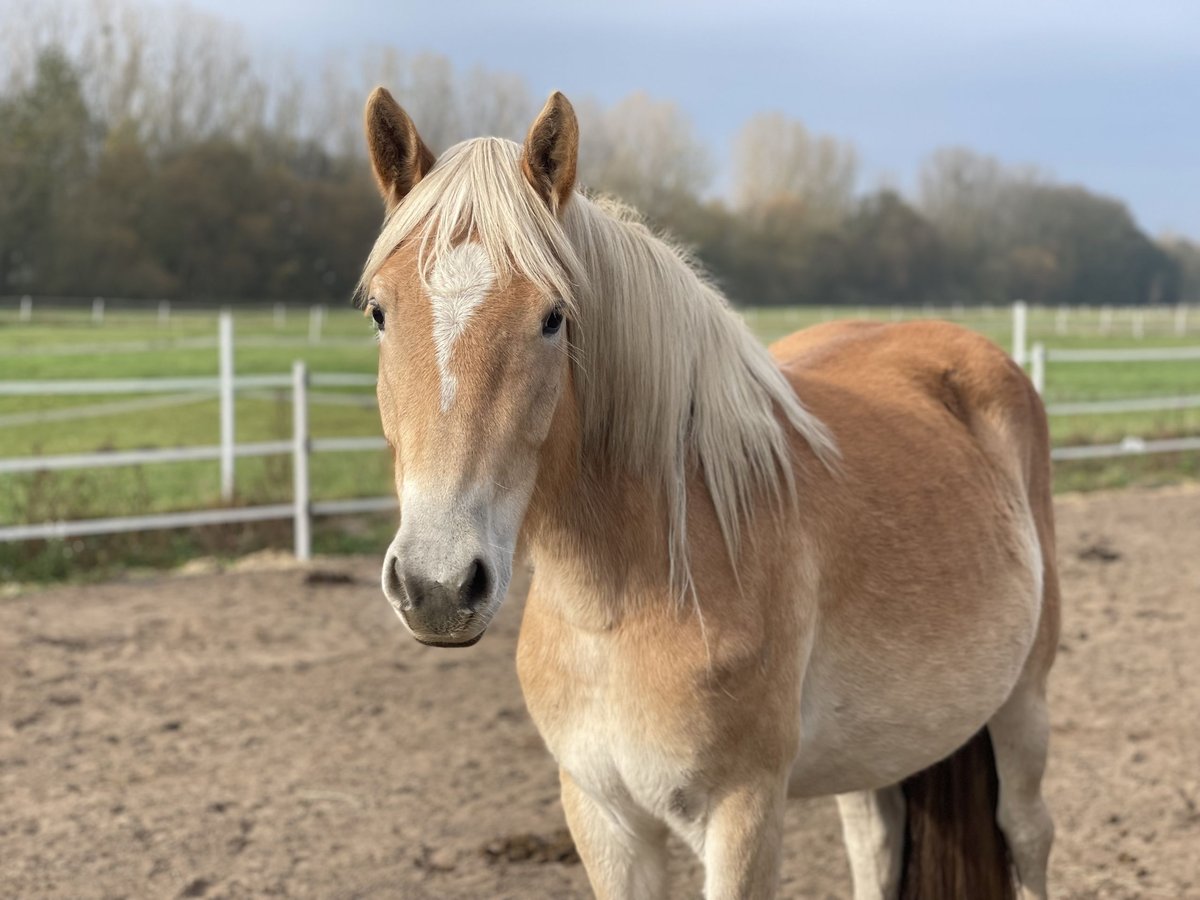 Haflinger Jument 2 Ans 152 cm Alezan in Trebbin