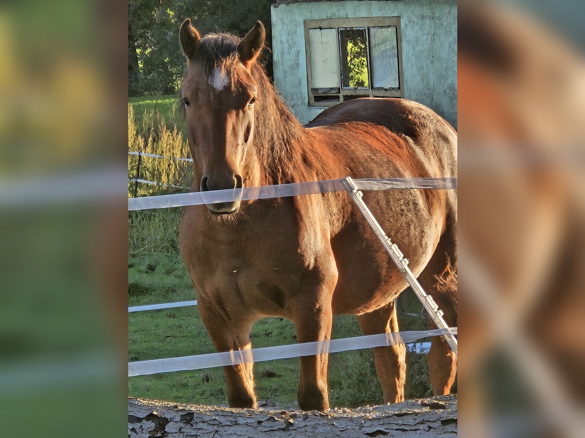 Haflinger Croisé Jument 3 Ans 137 cm Bai in Dähre