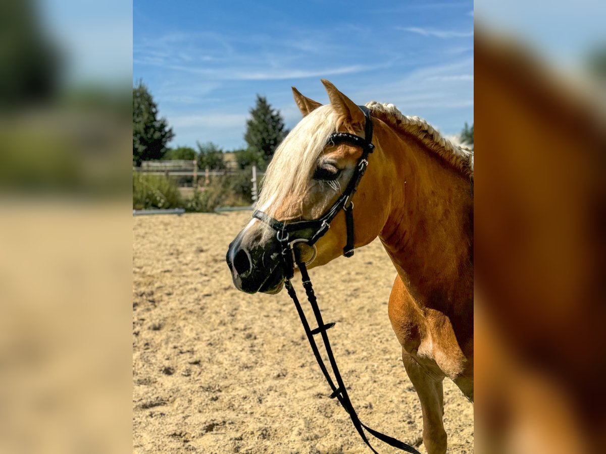 Haflinger Jument 3 Ans 143 cm Alezan in Niederbösa