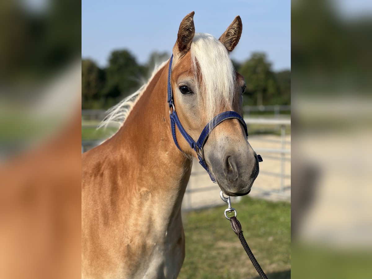 Haflinger Jument 3 Ans 145 cm Bai in Laberweinting