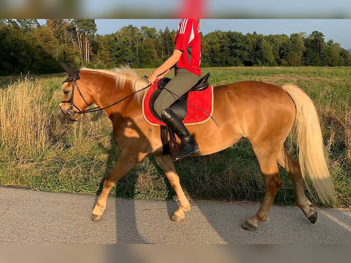 Haflinger Jument 3 Ans 147 cm Alezan in Rümlang