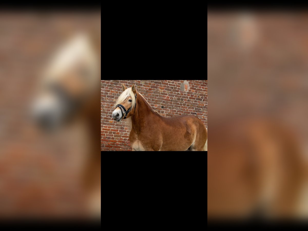 Haflinger Jument 3 Ans 148 cm Alezan in Sas van Gent