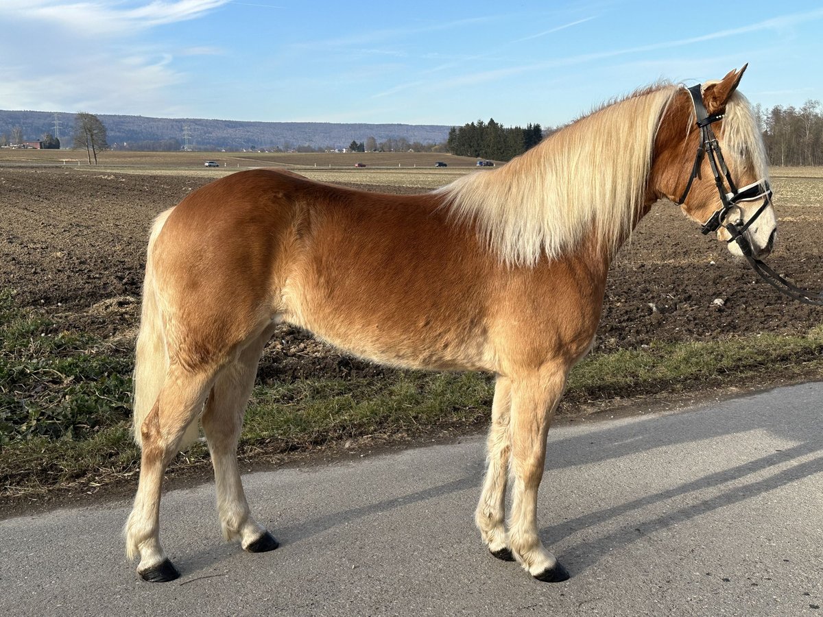 Haflinger Jument 3 Ans 148 cm Alezan in Riedlingen