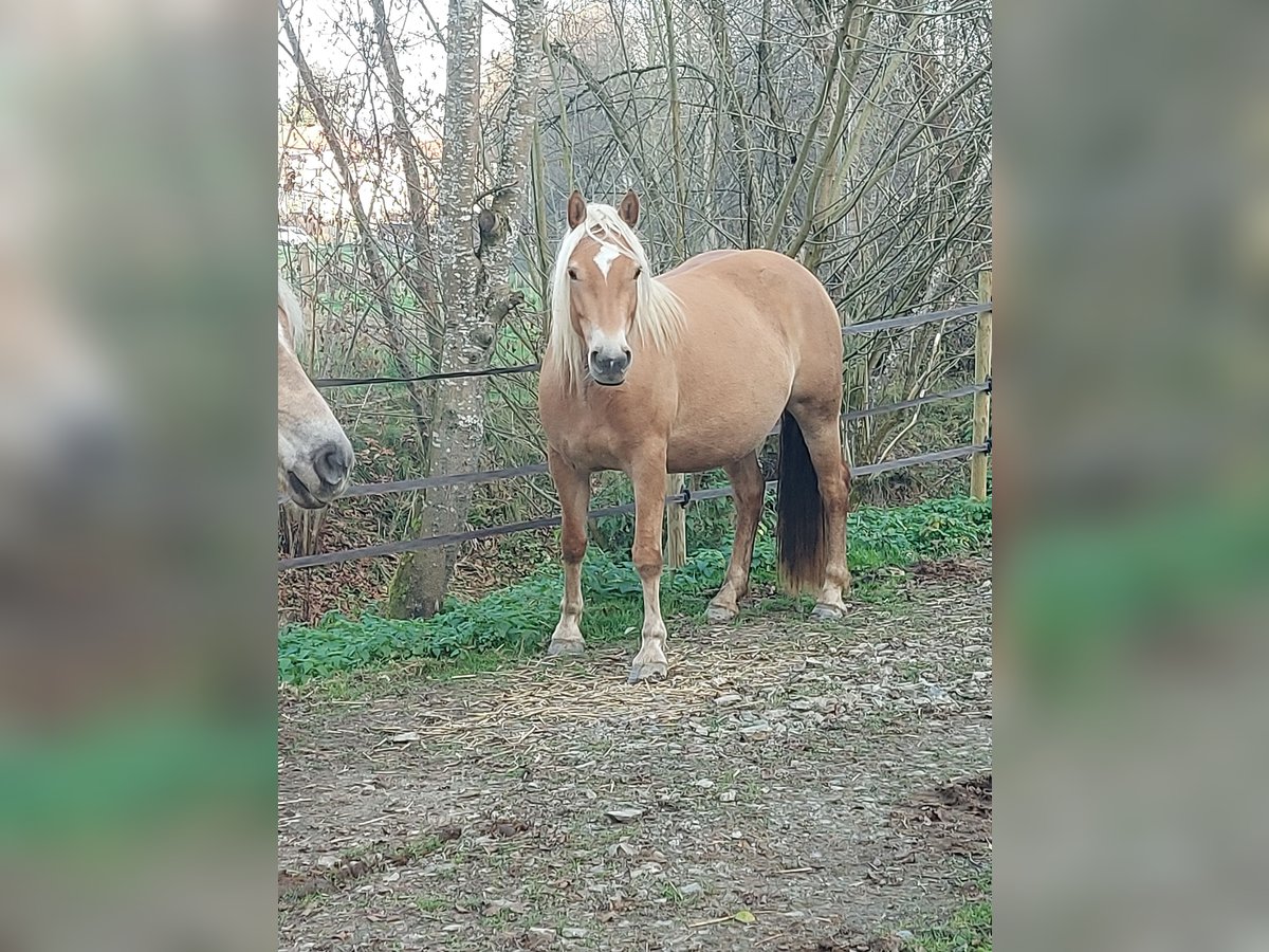 Haflinger Jument 3 Ans 150 cm in Gleisdorf