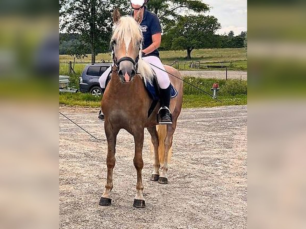 Haflinger Jument 3 Ans 152 cm Alezan in Rümlang