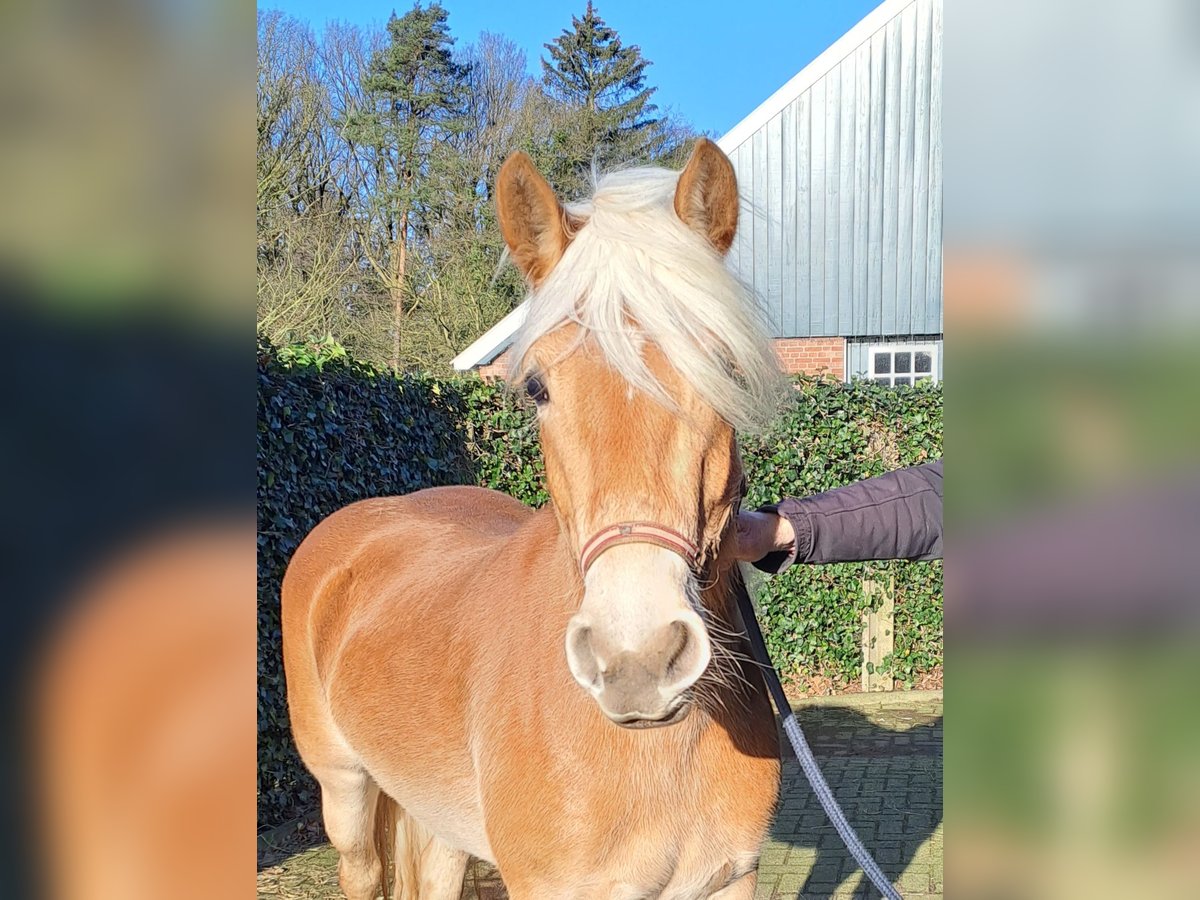 Haflinger Jument 3 Ans Alezan in Winterswijk Henxel