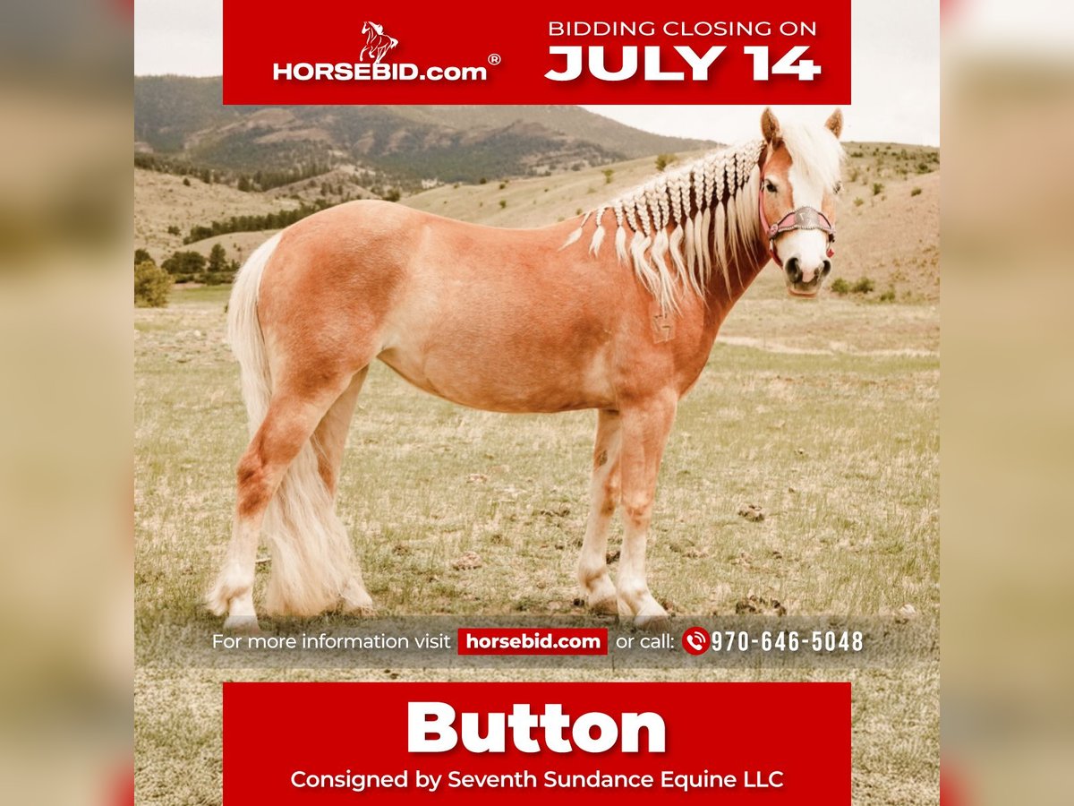 Haflinger Jument 4 Ans 135 cm Alezan brûlé in Guffey, CO
