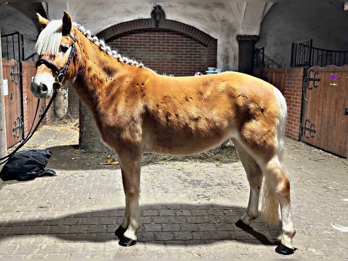 Haflinger Jument 4 Ans 140 cm Alezan brûlé in Strzegom