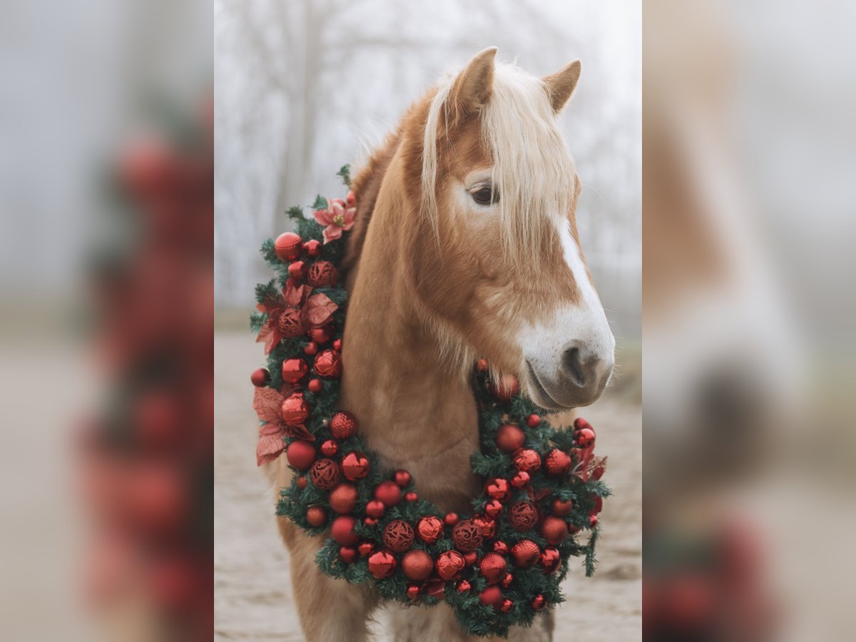 Haflinger Jument 4 Ans 145 cm Alezan in Sirksfelde